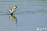 Pied Avocet (Recurvirostra avosetta)