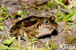 Common Spadefoot Toad (Pelobates fuscus)