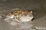 Common Spadefoot Toad (Pelobates fuscus)