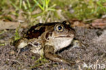 Common Spadefoot Toad (Pelobates fuscus)