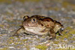 Common Spadefoot Toad (Pelobates fuscus)