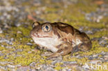 Common Spadefoot Toad (Pelobates fuscus)