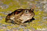 Common Spadefoot Toad (Pelobates fuscus)