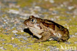 Common Spadefoot Toad (Pelobates fuscus)