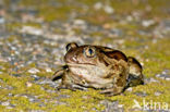 Common Spadefoot Toad (Pelobates fuscus)