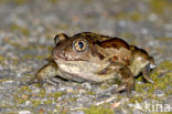 Common Spadefoot Toad (Pelobates fuscus)