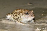 Common Spadefoot Toad (Pelobates fuscus)