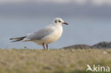 Black-headed Gull (Larus ridibundus)