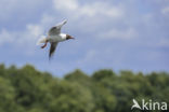 Black-headed Gull (Larus ridibundus)