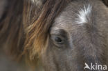 Konik horse (Equus spp)