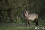 Konik horse (Equus spp)