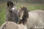 Konik horse (Equus spp)