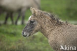 Konik horse (Equus spp)