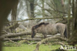 Konik horse (Equus spp)