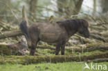 Konik horse (Equus spp)