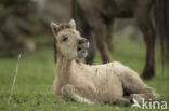 Konik horse (Equus spp)