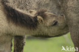 Konik horse (Equus spp)