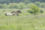 Konik horse (Equus spp)