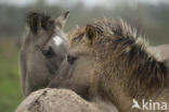 Konik horse (Equus spp)