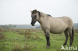 Konik horse (Equus spp)