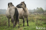 Konik horse (Equus spp)