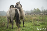 Konik horse (Equus spp)