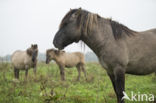 Konik horse (Equus spp)