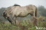 Konik horse (Equus spp)