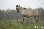 Konik horse (Equus spp)