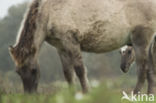 Konik horse (Equus spp)