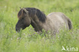 Konik horse (Equus spp)