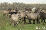 Konik horse (Equus spp)