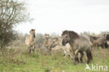 Konik horse (Equus spp)