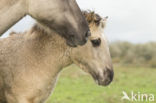 Konik horse (Equus spp)