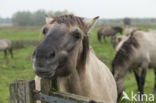 Konik horse (Equus spp)