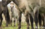 Konik horse (Equus spp)