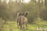 Konik horse (Equus spp)