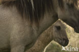 Konik horse (Equus spp)