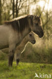 Konik horse (Equus spp)