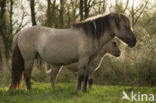 Konik horse (Equus spp)