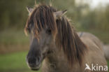 Konik horse (Equus spp)