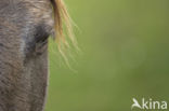 Konik horse (Equus spp)