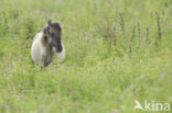 Konik horse (Equus spp)