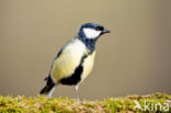 Great Tit (Parus major)