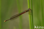 Small Red Damselfly (Ceriagrion tenellum)