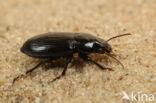 Harpalus neglectus