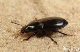 Harpalus neglectus