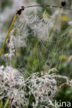 Kruisspin (Araneus diadematus)