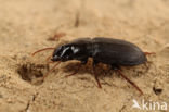 Harpalus attenuatus