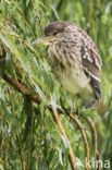 Night Heron (Nycticorax nycticorax)